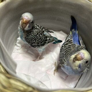 募集停止　　セキセイインコ　ひな　生後四週目