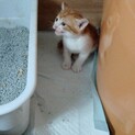 可愛い〜やんちゃなトピ（仮名）子猫です。