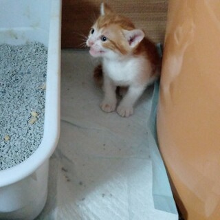 可愛い〜やんちゃなトピ（仮名）子猫です。