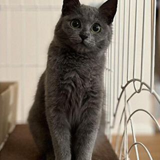 【6/23⭐️堺東にて譲渡会】参加猫ミュータくん