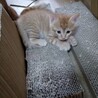 とてもやんちゃな 子猫です。モンちゃん（仮名） サムネイル2