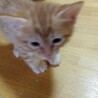 とてもやんちゃな 子猫です。モンちゃん（仮名） サムネイル3