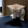 とてもやんちゃな 子猫です。モンちゃん（仮名） サムネイル4