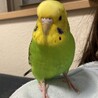 フリト