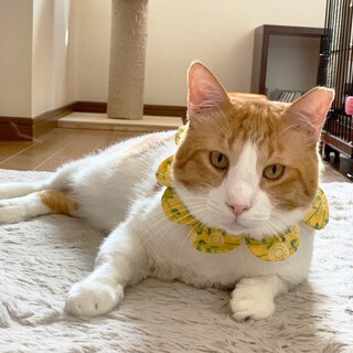 【6/9東銀座】茶々くん★３歳♪