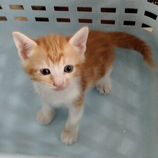 可愛い〜茶白の子猫 シーちゃん（仮名）です。