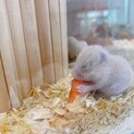 キンクマハムスターの赤ちゃん