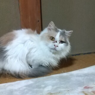 斜頸あり、パステル三毛♪人馴れ抜群