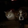 オワイン