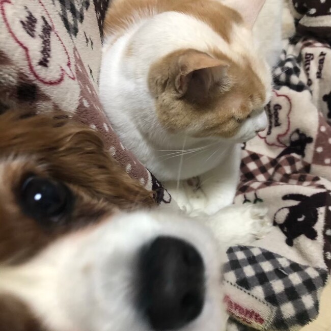 オワインのカバー写真