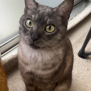 美形でカッコイイ☆チビタ君