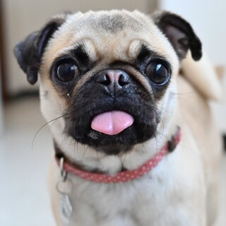 ゆたかな表情に心が和むパグの女の子！