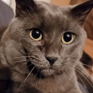 犬と暮らせる成猫オス