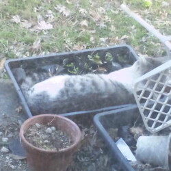 「大胆な侵入者に猫ども騒ぐ！」サムネイル2