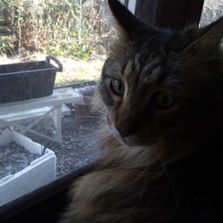 「大胆な侵入者に猫ども騒ぐ！」サムネイル3