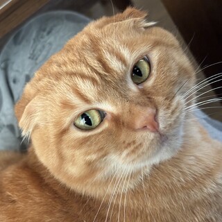 急な引越しのため里親さま募集