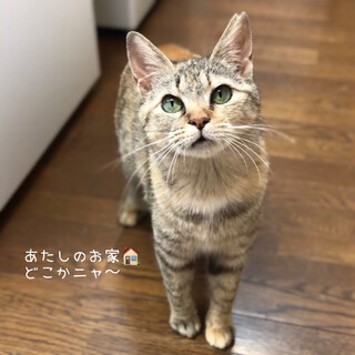 キジトラの女の子♡【トライアル決定】