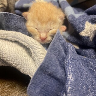 生後2日目　3兄弟