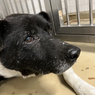 収容期限❗️4月26日迄❗️大人しい男の子‼️