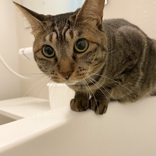 4才キジトラちゃん