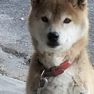 緊急で新しい新しい家族を探しています！4月末迄に！