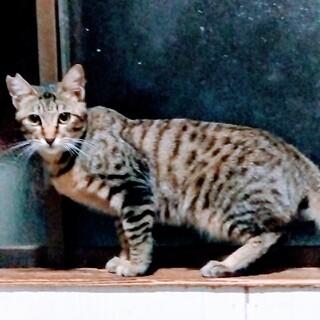 オス猫可愛がってくれる方探してます