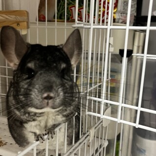 チンチラちゃん 2歳の女の子