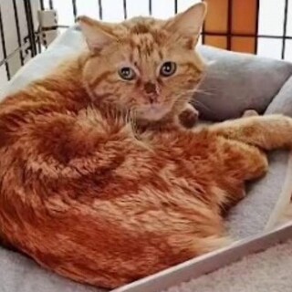 緊急！元飼い猫　一月後には保健所に持ち込まれる予定