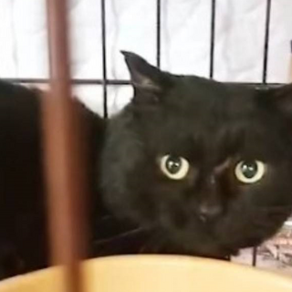 緊急！元飼い猫　一月後には保健所に持ち込まれる予定
