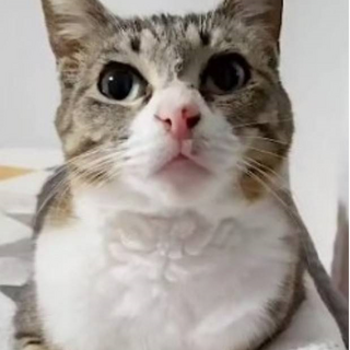 緊急！元飼い猫　一月後には保健所に持ち込まれる予定