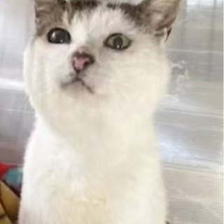 緊急！元飼い猫　一月後には保健所に持ち込まれる予定