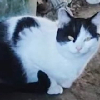 緊急！元飼い猫　一月後には保健所に持ち込まれる予定