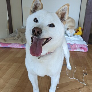 柴犬 明るい子です！