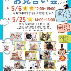 保護猫のお見合い会