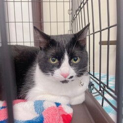 保護猫のお見合い会 サムネイル2