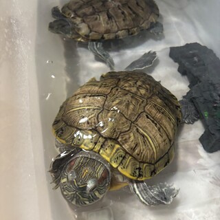 ミドリガメ(17歳)の男の子2匹の里親募集です