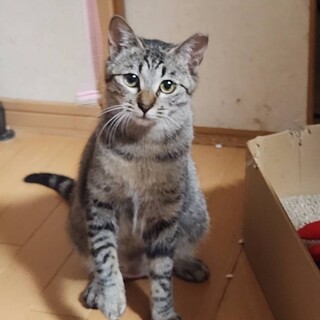 おもちゃとナデナデ好きらっこちゃん