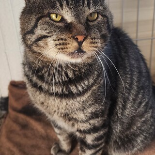 輪島市空熊町から来たクマくん　7/7譲渡会参加