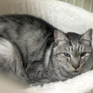 【4/28⭐️堺東にて譲渡会】参加猫アランくん