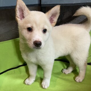 保健所からレスキュー！　元気いっぱい　スイ君！