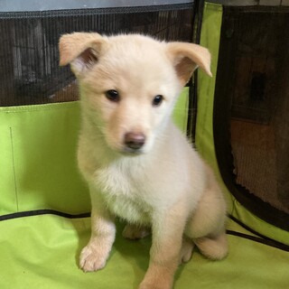 保健所からレスキュー！　かわいい　セン君！