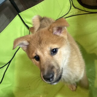 保健所からレスキュー！　柴犬ぽい　ウド君！