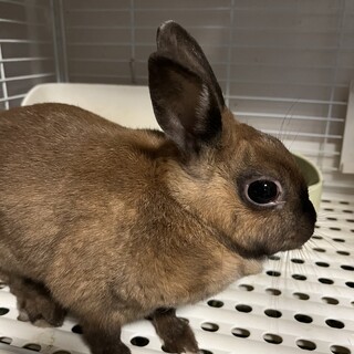 ネザーの女の子