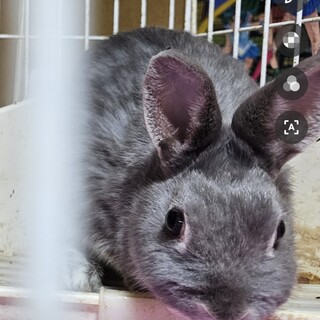 ウサギ１歳、可愛い子達です