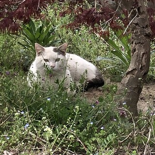 転居と解体により居場所が無くなる猫①