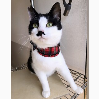 24日譲渡会ちょび髭はちわれニャンコ☆ククレ君