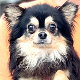 24-M76　ちっちゃなチワワ君です！！