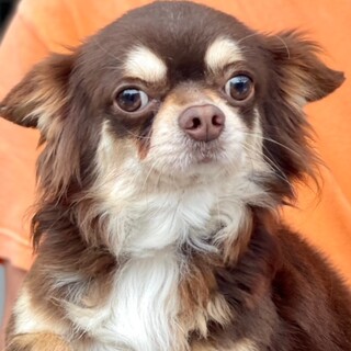 24-M75　チョコタンちわわ♪