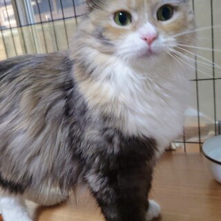 純粋ノルウエージャン女の子