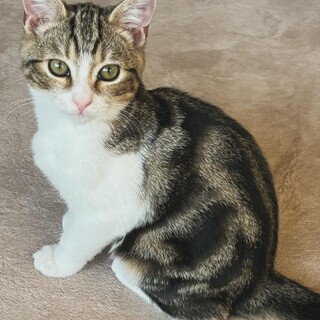 マンチカン長足、人懐こい子です